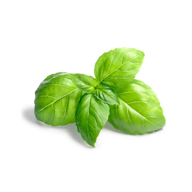 Basil Bunch