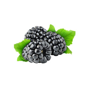 Blackberries Punnet 125g Panetta Mercato