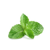 Mint Bunch Panetta Mercato