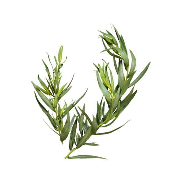 Tarragon 20g Pkt Panetta Mercato