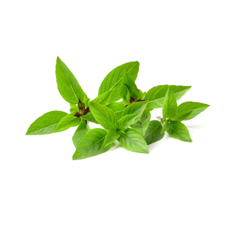 Thai Basil Bunch
